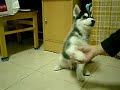 husky
