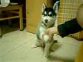 husky