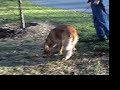 Lumi tracking 20061124