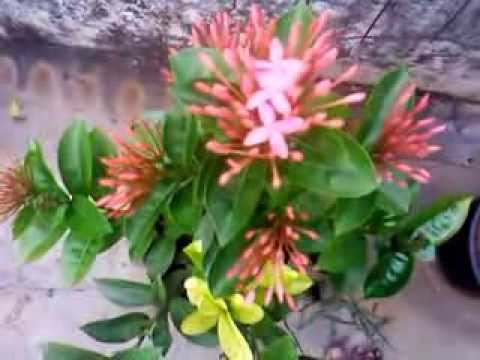 how to grow ixora
