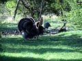 turkey head shot