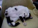 Cat Asleep Cat Asleep
