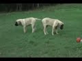 English Mastiff - Puppies Eating Chicken Thighs