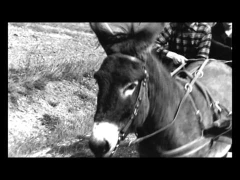 Omaggio a Robert Bresson