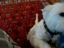 Dexter, can you sit?