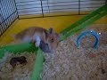 Myn hamster