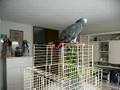 perroquet dit allo