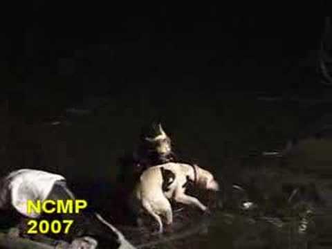 Yellow Lab Rescued From Submerged Car Trapped For 60 Minutes