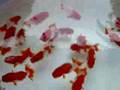 匠　弥太郎さんの３歳魚