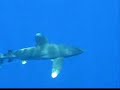Kukoval diving safaris