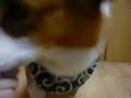 Goro@Welsh corgi 20090104 Burp Goro@Welsh corgi 20090104 Burp