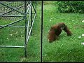Monkeying around at the Philadelphia Zoo