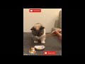 Happy Cats Compilation - Cutest Cat Ever #02- Cutie Pets