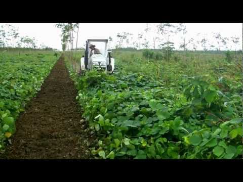 cultivo de caucho - Control mecanico de Mucuna bracteata mediante desbrozadora en cultivo de caucho en finca El Encanto, Colombia.