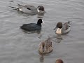 ???????(tufted duck)???????(common coot)    japan???(hyouko)