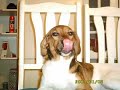 Animais De Estimação!!!