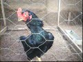 Aseel Rajha Murgh - Blayd