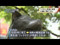 「忠犬ハチ公」死因は心臓と肺のがん 東大の研究(11/03/02) 死因