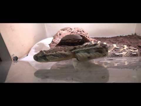 YouTube reptile video