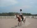 videos de HORSES!!!!