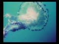 a beautiful, languid song by slapp happy, a bunch of blatant eccentrics from the mid 1970's. their singer (dagmar krause) is possibly my favourite female singer, full stop. this  song is from their album casablanca moon and if you ever stumble across it, i heartily recommend you give it a sympathetic ear. it's probably unlike anything you've heard before. anyway. i splobbed together a bumptious collage of jellyfish, flowers, and kaleidoscopes, then added one man dancing with a tiger, all for your viewing pleasure. slapp happy - a gourmet's delight - enjoy.