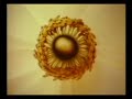 a beautiful, languid song by slapp happy, a bunch of blatant eccentrics from the mid 1970's. their singer (dagmar krause) is possibly my favourite female singer, full stop. this  song is from their album casablanca moon and if you ever stumble across it, i heartily recommend you give it a sympathetic ear. it's probably unlike anything you've heard before. anyway. i splobbed together a bumptious collage of jellyfish, flowers, and kaleidoscopes, then added one man dancing with a tiger, all for your viewing pleasure. slapp happy - a gourmet's delight - enjoy.