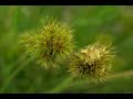 Carex pachystachya habit and dissection