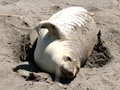 Elephant Seals View Video
