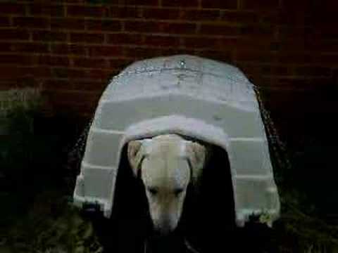 Riley (the white lab) in an indestuctible house