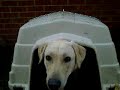 Riley (the white lab) in an indestuctible house Riley (the white lab) in an indestuctible house