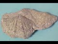CASA Haigh Quarry Fossil Scuba Dive CASA Haigh Quarry Fossil Scuba Dive