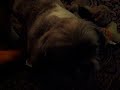Rufus howls