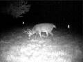 videos de Deer Cam