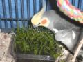 Playful Parrot Food - Growing Grass Shoots