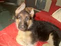 Keyser (German Shepherd) RIP