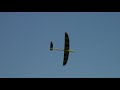 Slope soaring in Slovenija