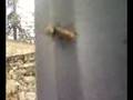 due mosche che fanno l amore