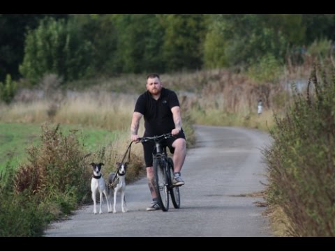 how to train whippets