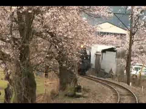 大井川鉄道SLと桜!