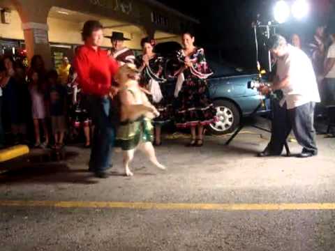 Il primo cane al mondo che balla la salsa! Il primo cane al mondo che balla la salsa!