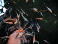 Tancho Sanke fingerling Tancho Sanke fingerling