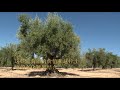 Bodegas Francisco Gómez