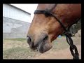 Quarter horse mare quickly eating a long carrot from my hand