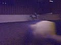 Dressage / Vasaria 8-9