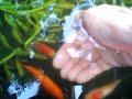 fish tickle fish tickle