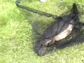 Karper Karper