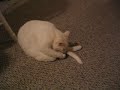 Cat Freakout