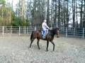 angel in round pen-english