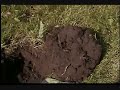 metal detecting buffalo nickles,old silver dimes and tokens metal detecting buffalo nickles,old silver dimes and tokens