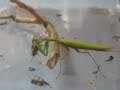 Praying Mantis eating Cricket